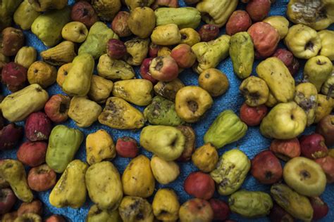 Preserving the Future of Magnificent Cashew Trees through Conservation Efforts