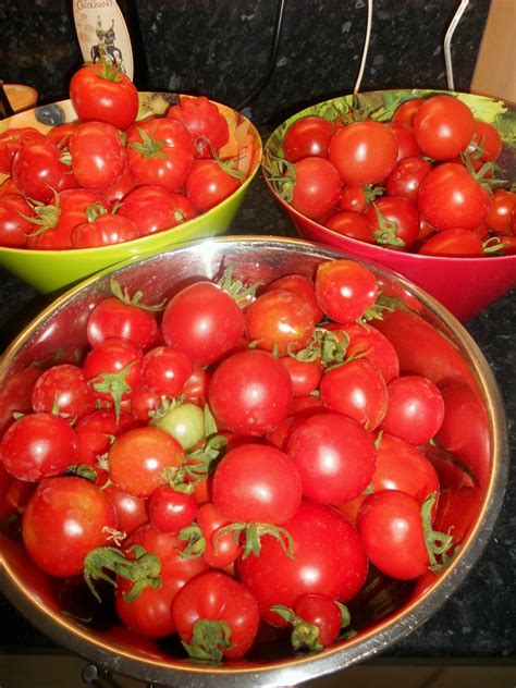 Preserving the Luscious Red Fruit: Tomato Preservation Techniques throughout History