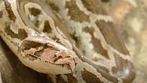 Preserving the Splendor: Efforts towards Sustaining Unique Python Species