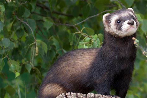 Preserving the Untamed: Conservation Efforts for the Ivory Polecat's Habitat