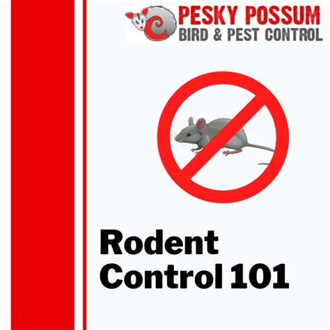 Preventing Rodent Infestation: Essential Strategies for a Pest-Free Household