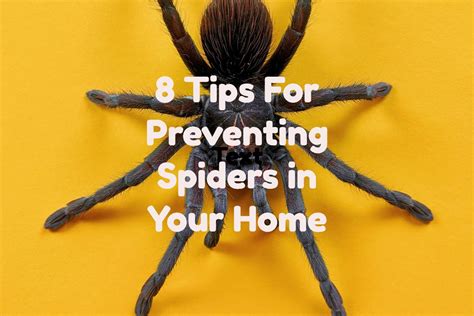 Preventing Spider Infestations: Tips for Maintaining a Neat and Orderly Surroundings