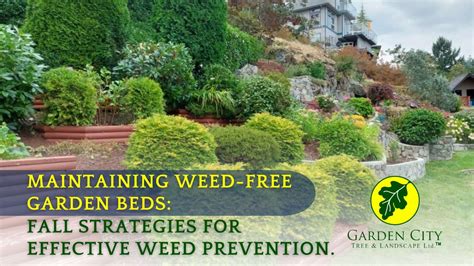 Preventing Weed Growth: Tips for Maintaining a Weed-Free Garden