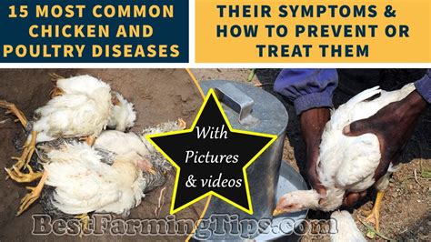 Preventing and Controlling Common Health Issues in Poultry