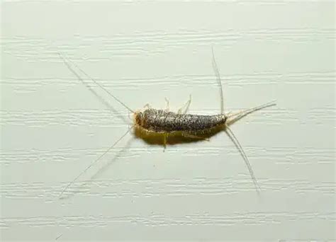 Preventing and Controlling Silverfish Infestations: Tips for a Home Free from These Elusive Pests