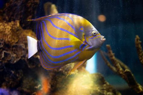 Preventing and Managing Common Aquarium Troubles