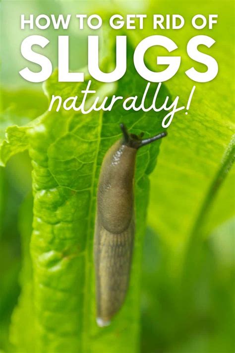 Prevention Tips: Keeping Slugs Away from Your Territory