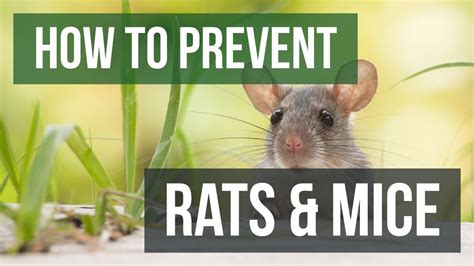 Prevention is Key: How to Avoid the Repugnant Odor of Deceased Rodents