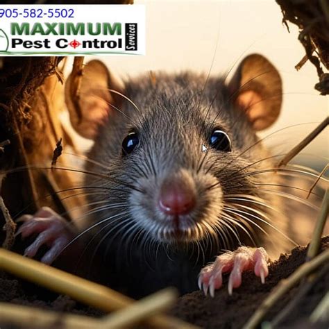 Professional Assistance: Situations Requiring Pest Control Experts for Mouse Invasion