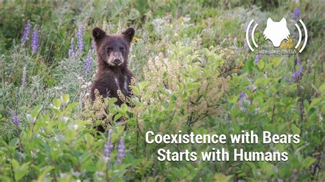 Promoting Coexistence Between Bears and Humans