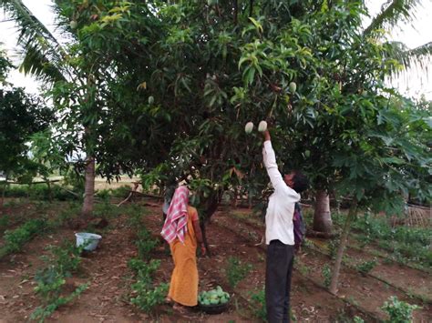 Promoting Environmental Conservation through Mango Seed Utilization