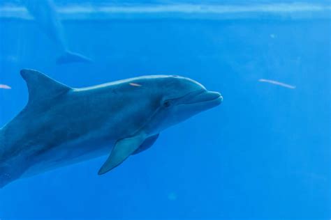 Promoting Responsible Tourism: Supporting Dolphin-friendly Experiences