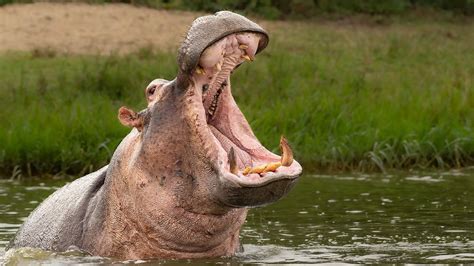 Proper Care for a Hippo Companion: Helpful Suggestions and Guidelines