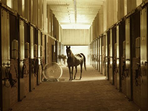 Proper Grooming Techniques: Maintaining the Cleanliness and Comfort of Your Equine Companion