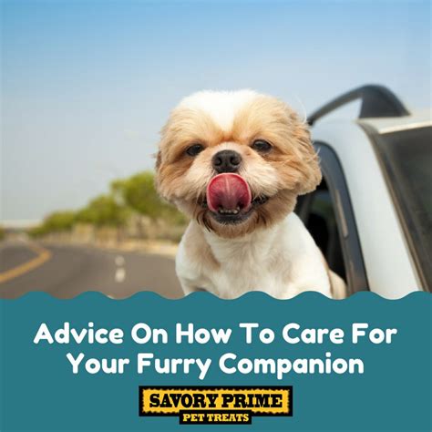 Proper Nutrition and Care for Your Furry Companion