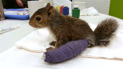 Proper Techniques for Handling Injured Squirrels