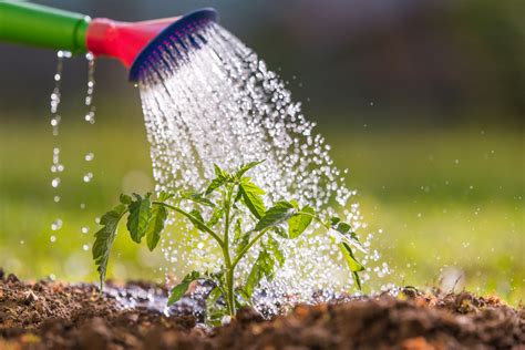 Proper Watering Techniques for Healthy and Blooming Flowers