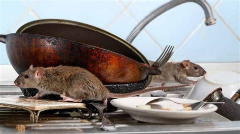 Protecting Against Unwanted Rodent Encounters in Your Meals