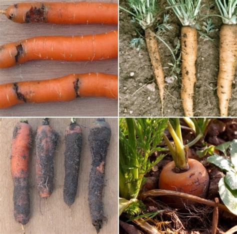 Protecting Carrots from Common Pests and Diseases