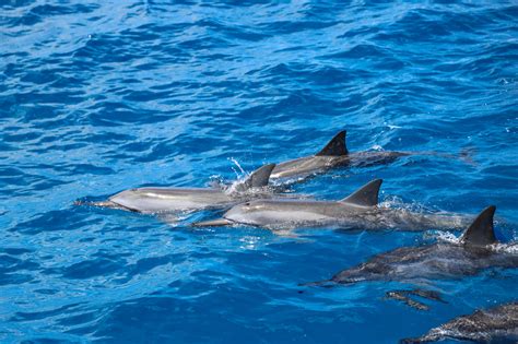 Protecting Dolphins: The Significance of Conservation Efforts