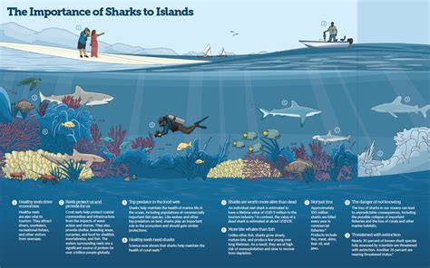 Protecting Oceans, Protecting Sharks: Conservation Efforts for Harmonious Coexistence