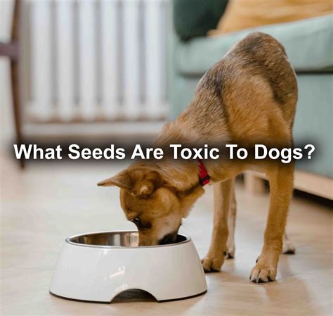 Protecting Pets: Safeguarding Your Furry Companions from Toxic Flora