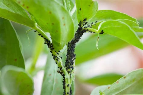 Protecting Pumpkin Plants from Pests and Diseases