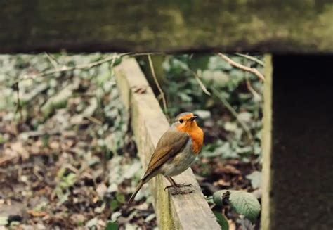 Protecting Robins from Predators