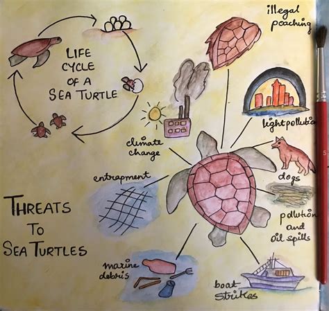 Protecting Sea Turtle Habitats: A Call for Conservation