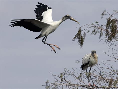 Protecting Stork Habitats: Preserving the Environments these Majestic Birds Call Home