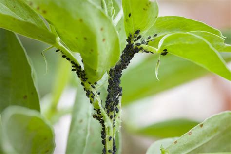 Protecting Your Bean Garden from Pests