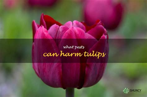 Protecting Your Blushing Tulips from Pests and Diseases