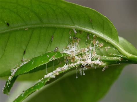 Protecting Your Citrus Plant from Pests and Diseases