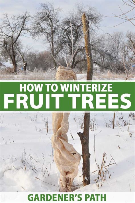 Protecting Your Fruit Trees During Winter to Ensure Longevity