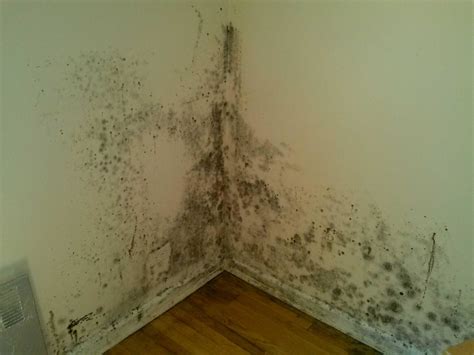 Protecting Your Health: Health Risks Associated with Presence of Mold on Interior Walls