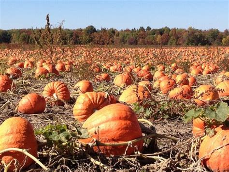 Protecting Your Pumpkin Patch: Strategies for Pest and Disease Control