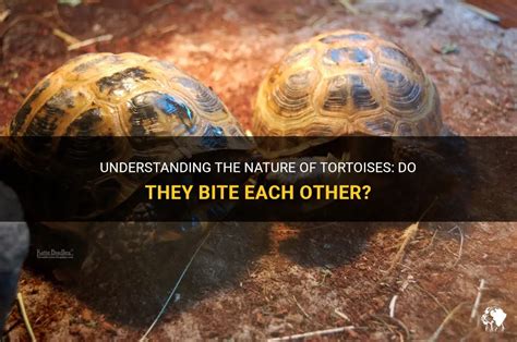 Protection or Vulnerability: Exploring the Dual Nature of Tortoise Bites in Dream Interpretation