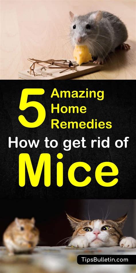 Proven Methods to Eliminate Mice from Your Dwelling