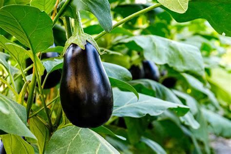 Proven Techniques for Cultivating Eggplant Plants to Maximize Productivity