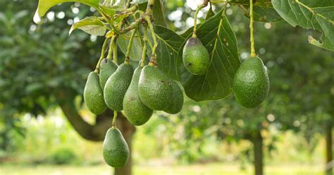 Providing the Optimal Sunlight and Temperature for Successful Avocado Growth