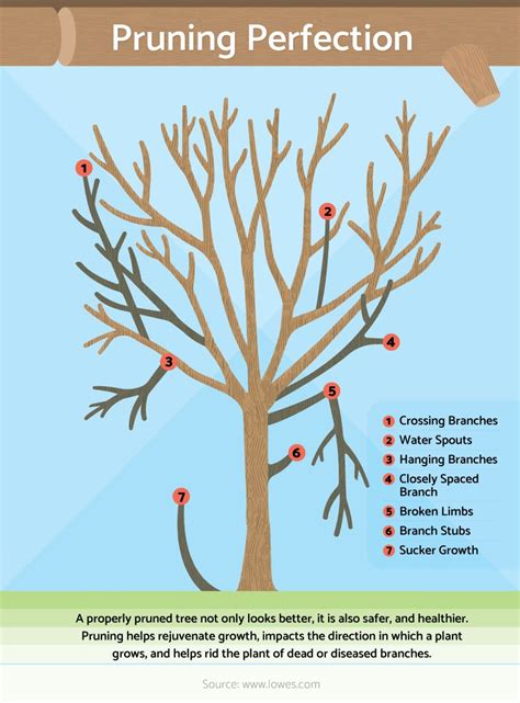 Pruning Techniques for Optimal Apple Harvest