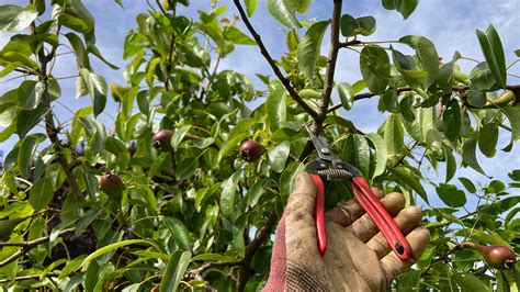 Pruning and Shaping Fruit Trees for Optimal Growth