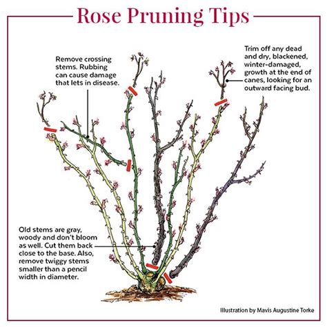 Pruning and Training Techniques for a Breathtaking Scarlet Rose Garden