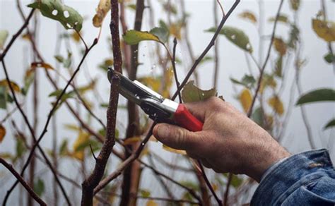 Pruning for Optimal Growth: Expert Techniques for a Thriving Garden