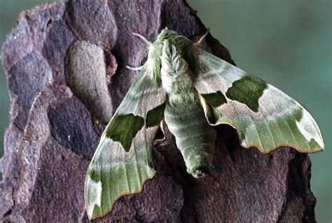 Psychoanalyzing Dreams: The Psychological Interpretation of Moths