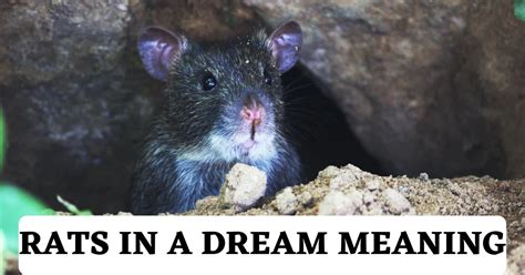 Psychological Analysis: The Rat in Mouth Dream as a Sign of Betrayal