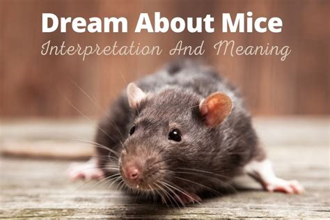 Psychological Analysis of Dreams About Mouse Pregnancy