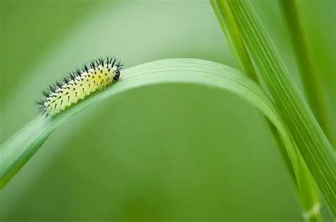 Psychological Implications of Dreaming About Larvae in Your Oral Cavity