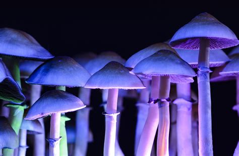 Psychological Insights: Grasping the Importance of Mushroom Reveries