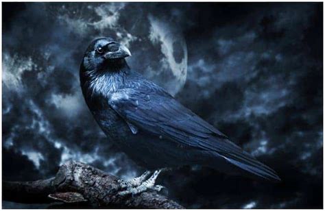 Psychological Interpretation of Dreaming About a Raven's Gaze